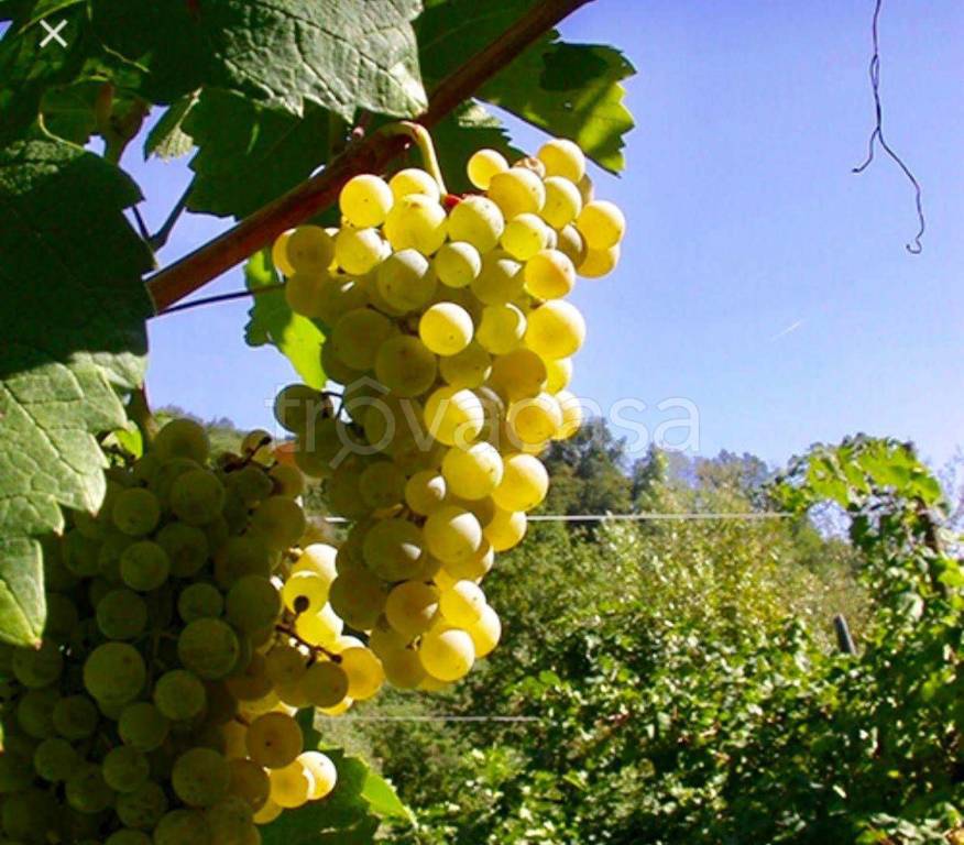 appartamento in vendita a Conegliano