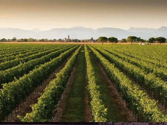 terreno agricolo in vendita a Conegliano