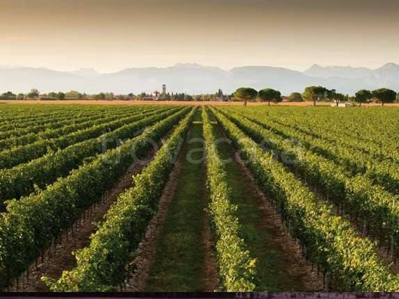 terreno agricolo in vendita a Conegliano