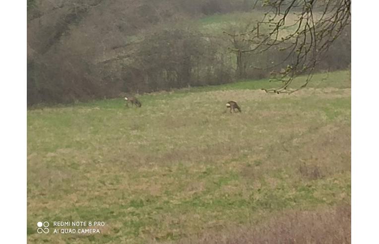 casa indipendente in vendita a Conegliano