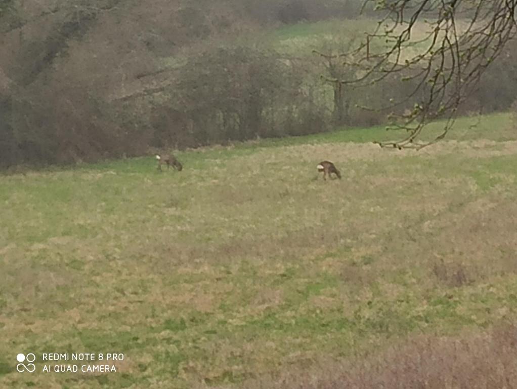 casa indipendente in vendita a Conegliano