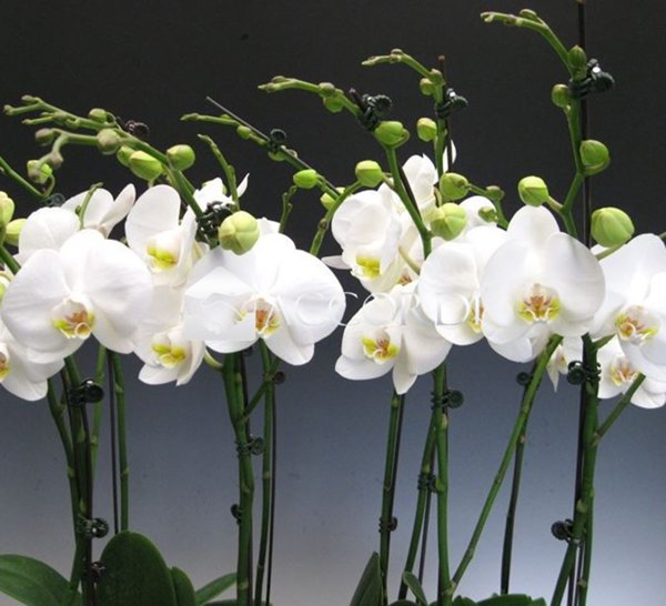 casa indipendente in vendita a Conegliano