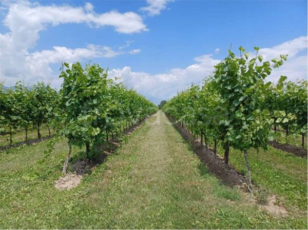 terreno agricolo in vendita a Cordignano