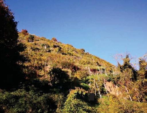 terreno agricolo in vendita a Farra di Soligo