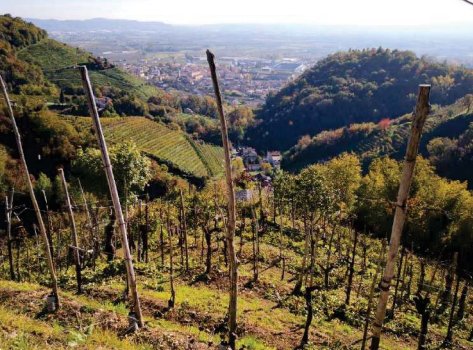 terreno agricolo in vendita a Farra di Soligo