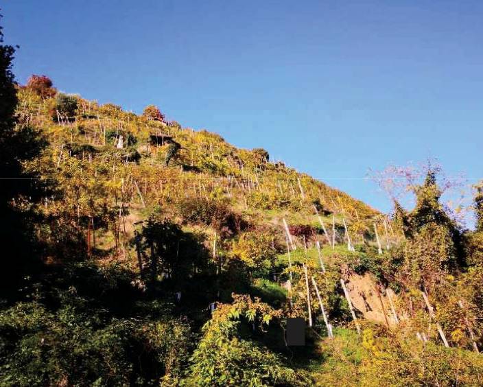 terreno agricolo in vendita a Farra di Soligo