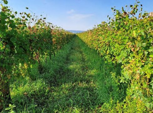 terreno agricolo in vendita a Farra di Soligo