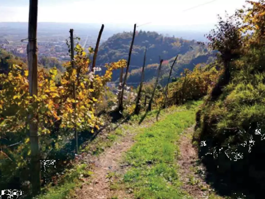 terreno agricolo in vendita a Farra di Soligo in zona Soligo