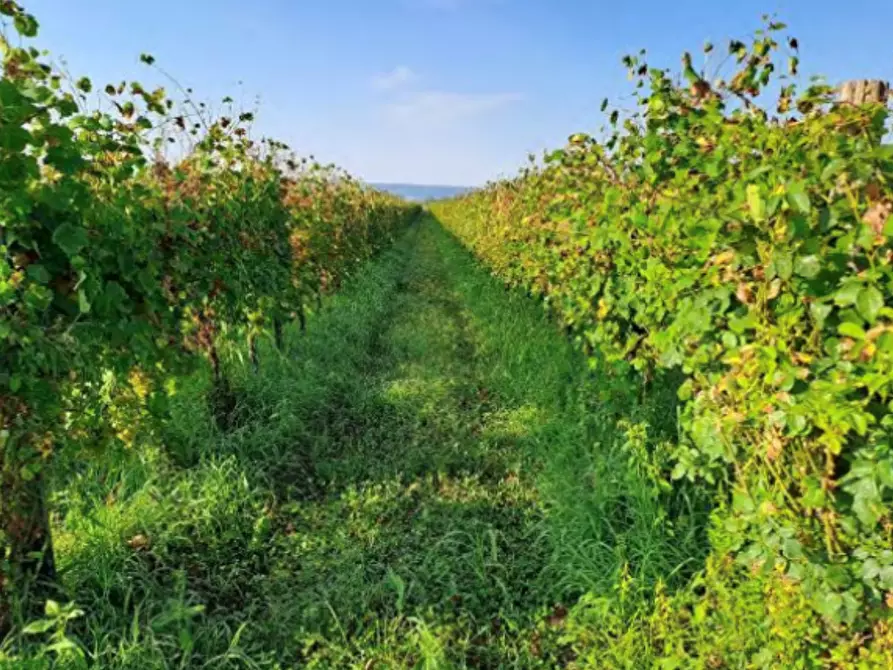 terreno agricolo in vendita a Farra di Soligo in zona Soligo