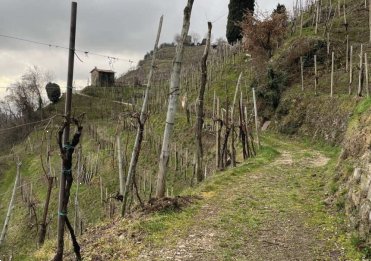 terreno agricolo in vendita a Farra di Soligo