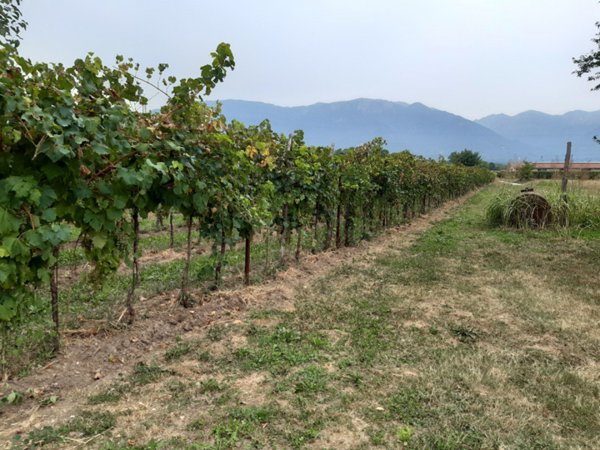 terreno agricolo in vendita a Fonte