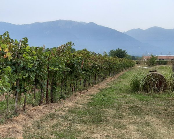 terreno edificabile in vendita a Fonte