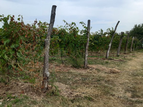 terreno agricolo in vendita a Fonte