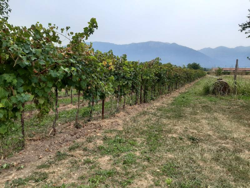 terreno agricolo in vendita a Fonte