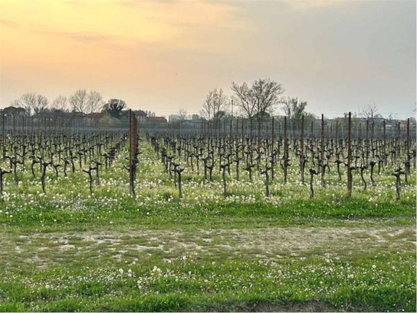 terreno agricolo in vendita a Gorgo al Monticano