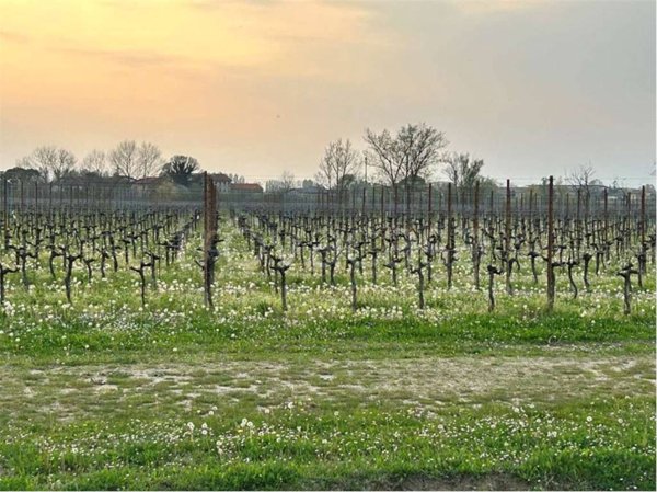 terreno agricolo in vendita a Gorgo al Monticano