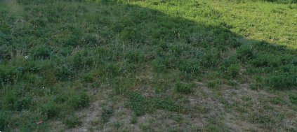 terreno agricolo in vendita ad Istrana