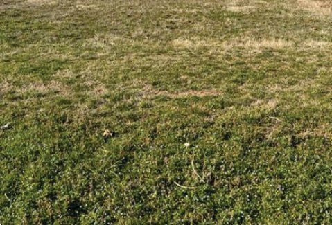 terreno agricolo in vendita ad Istrana
