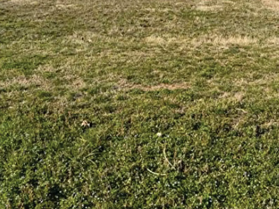 terreno agricolo in vendita ad Istrana