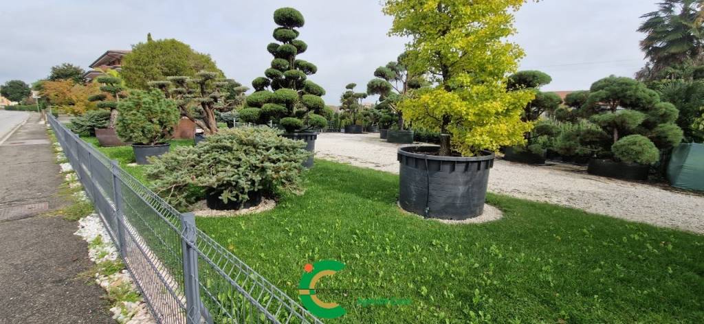 terreno edificabile in vendita a Loria in zona Bessica