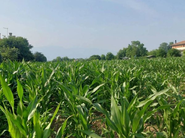 terreno edificabile in vendita a Loria