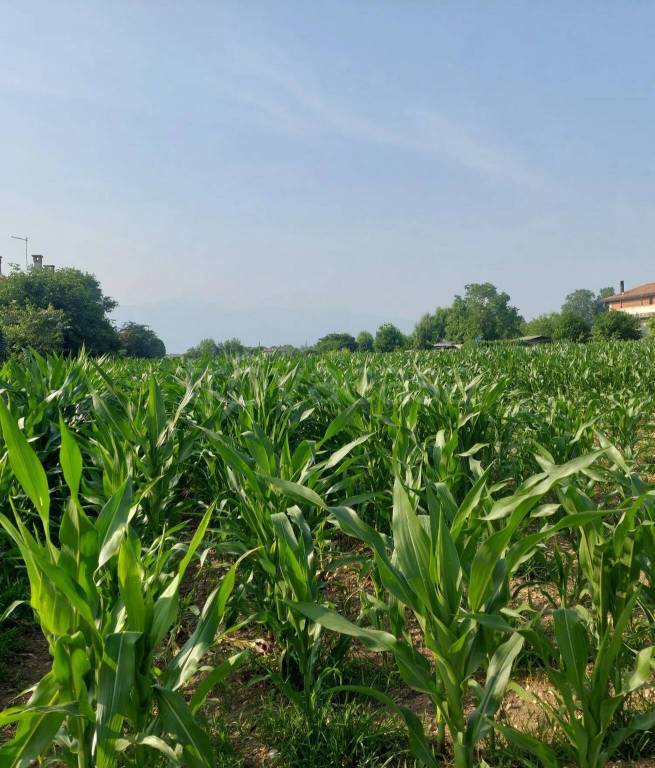 terreno edificabile in vendita a Loria