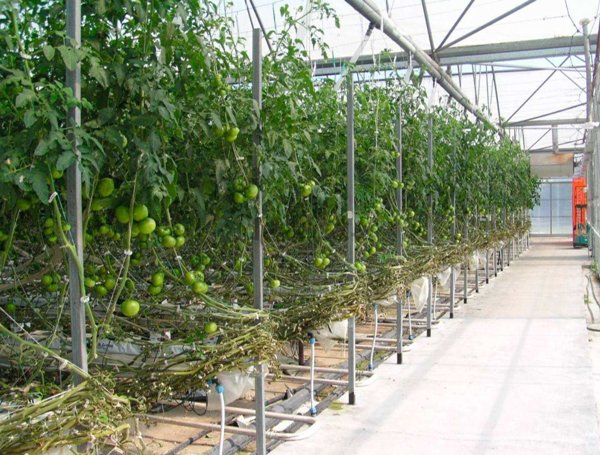 terreno agricolo in vendita a Maserada sul Piave