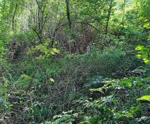 terreno agricolo in vendita a Miane in zona Campea