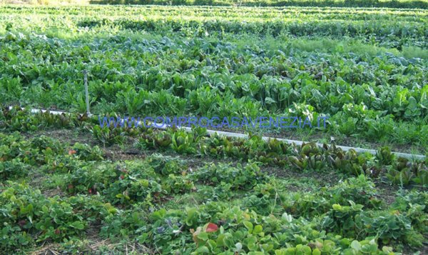 terreno edificabile in vendita a Mogliano Veneto in zona Bonisiolo