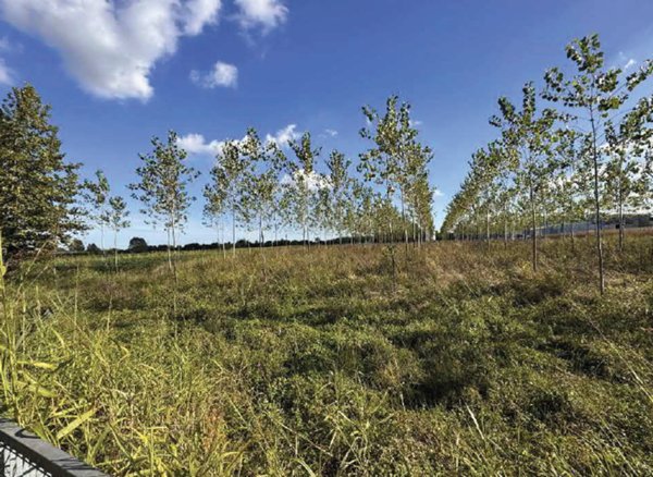 terreno agricolo in vendita a Mogliano Veneto