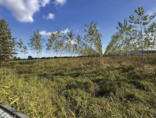 terreno agricolo in vendita a Mogliano Veneto