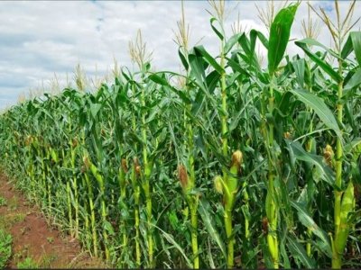 terreno agricolo in vendita a Mogliano Veneto