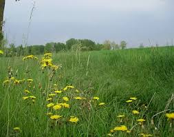 terreno in vendita a Mogliano Veneto