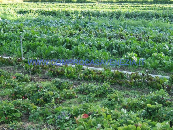 terreno in vendita a Mogliano Veneto