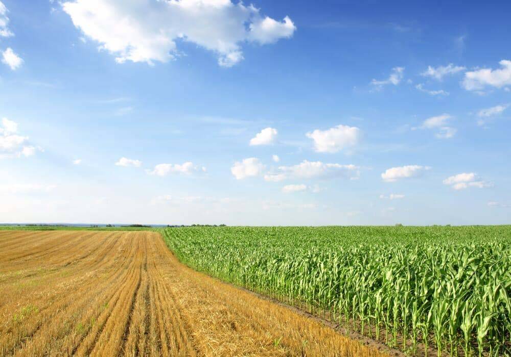 terreno agricolo in vendita a Montebelluna