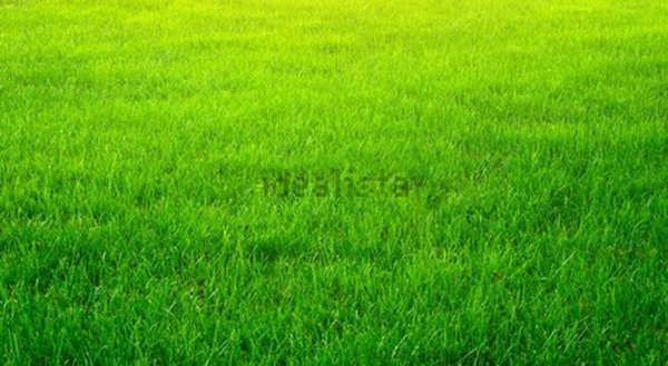 terreno agricolo in vendita a Montebelluna