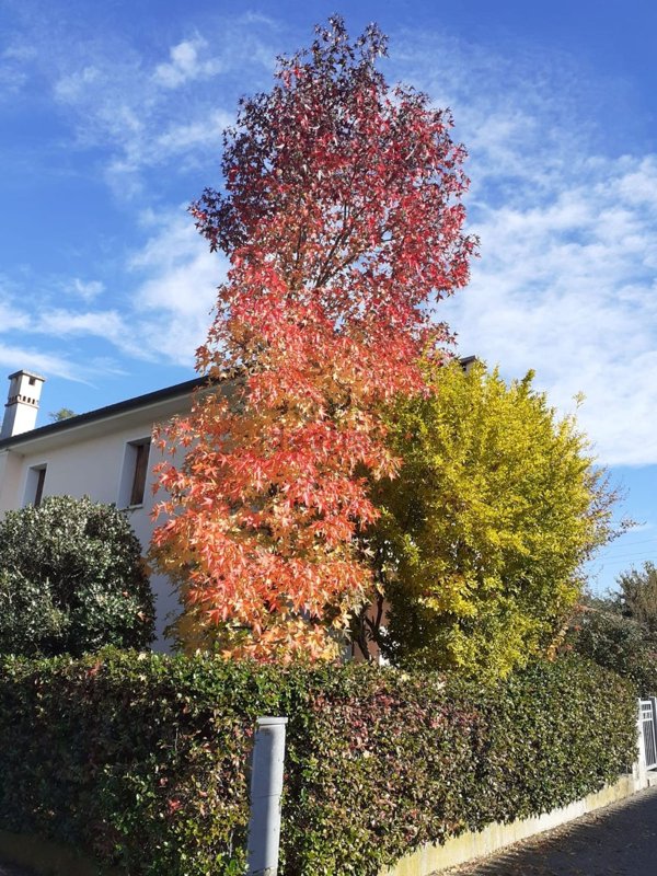 casa indipendente in vendita a Montebelluna in zona Biadene