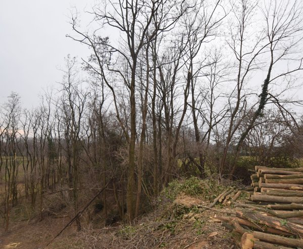 terreno agricolo in vendita a Montebelluna