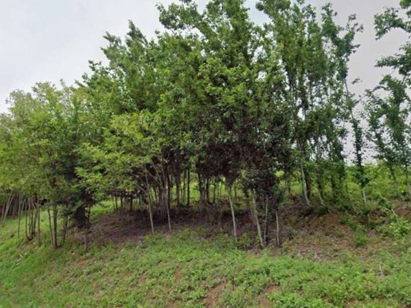 terreno agricolo in vendita a Montebelluna in zona Mercato Vecchio
