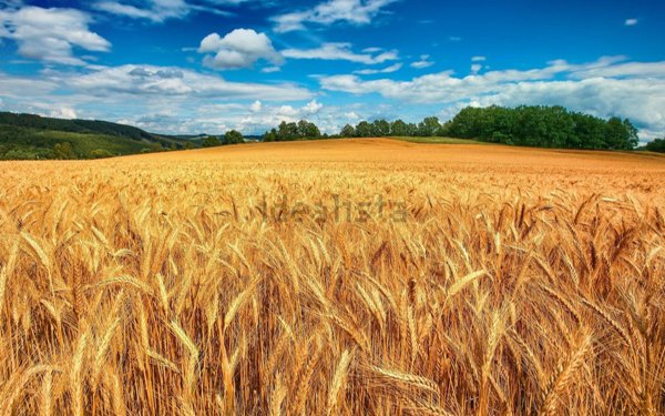 terreno agricolo in vendita a Montebelluna