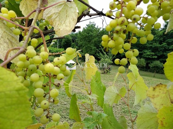 terreno agricolo in vendita a Nervesa della Battaglia
