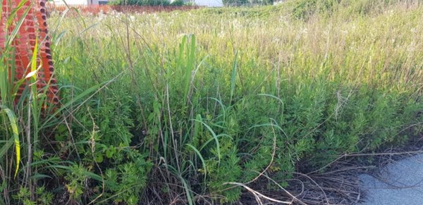 terreno agricolo in vendita a Paese in zona Padernello