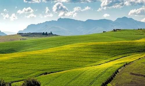 terreno agricolo in vendita a Paese in zona Case Armenteri