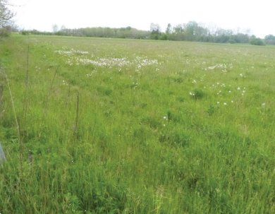 terreno agricolo in vendita a Paese
