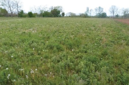 terreno agricolo in vendita a Paese
