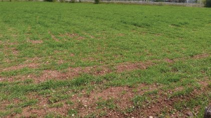 terreno agricolo in vendita a Paese