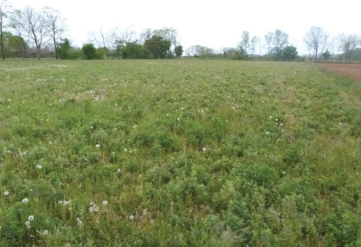 terreno agricolo in vendita a Paese in zona Padernello