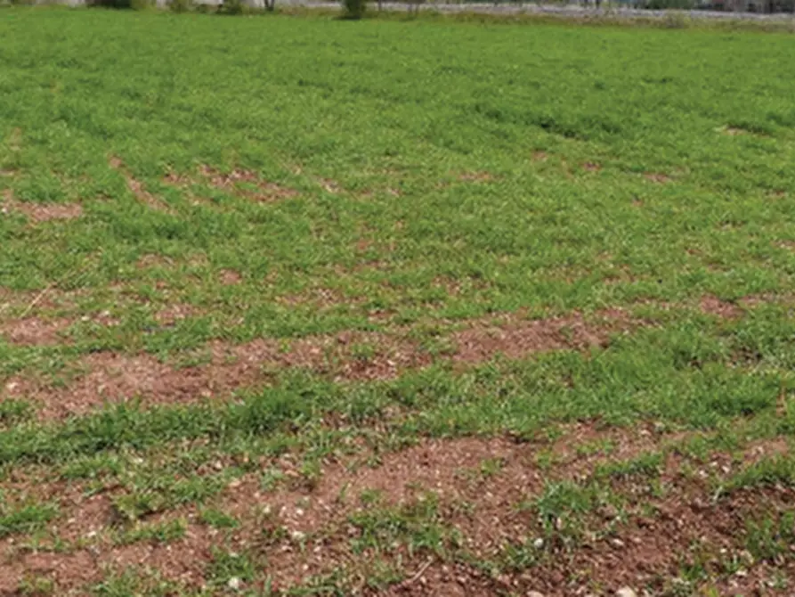 terreno agricolo in vendita a Paese