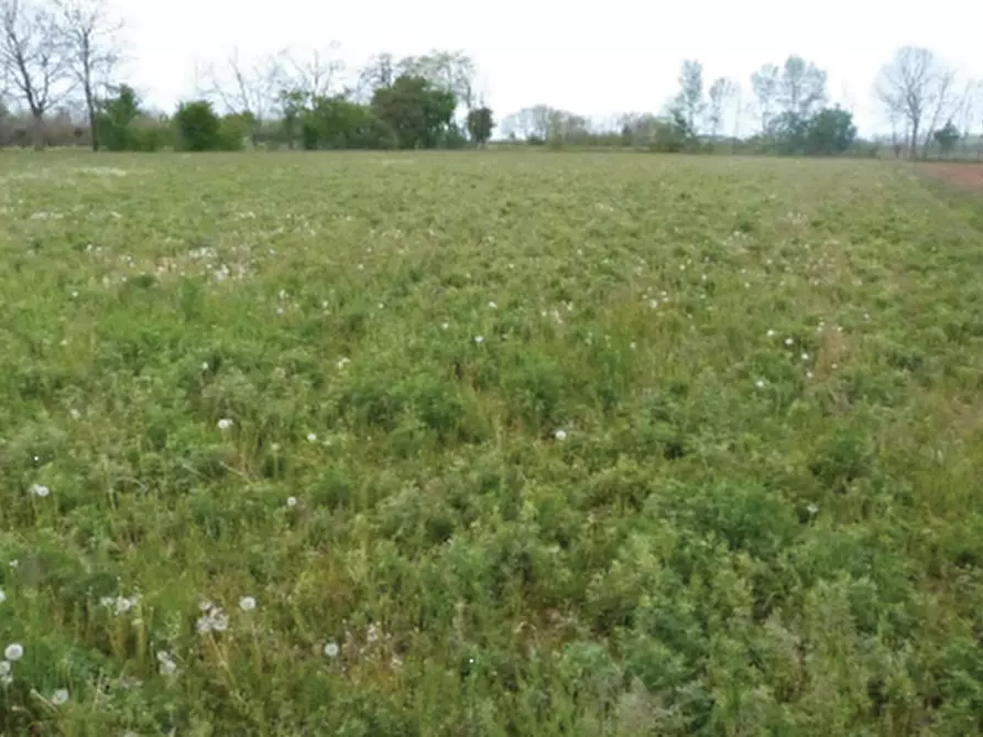 terreno agricolo in vendita a Paese