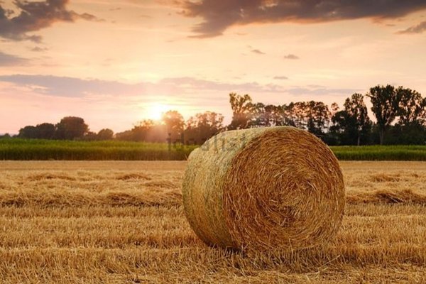 terreno agricolo in vendita a Paese in zona Postioma